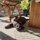 Picture of cat lost at Bordeaux