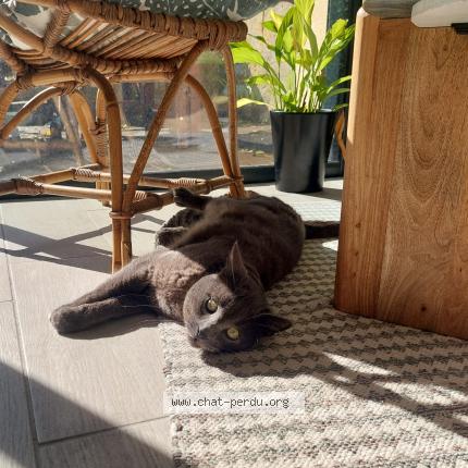 Photo 1/1 San Chat lost in Bordeaux