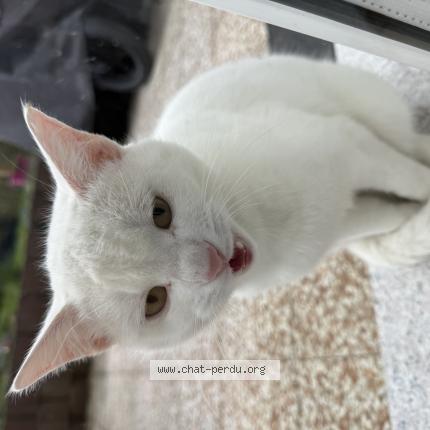 Photo 1/1 Found cat Found in Salvenach