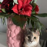 Picture of cat lost at Lecousse