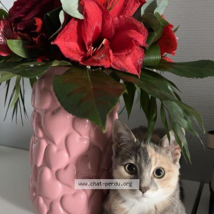 Photo 1/1 Tsuki Chat lost in Lecousse