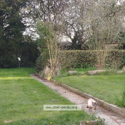 Photo 1/1 Found cat Found in La bouexiere