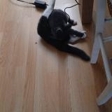 Picture of cat lost at Amiens