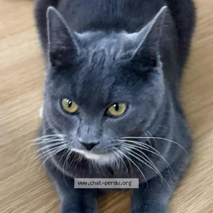 Photo 1/1 Youne Chat lost in Amiens