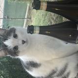 Picture of cat lost at Morancez