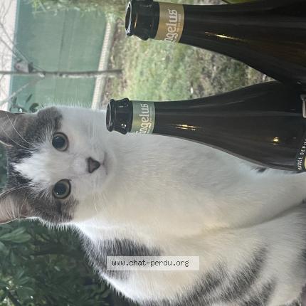 Photo 1/1 Tocky Chat lost in Morancez