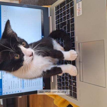 Photo 1/1 Leo Chat lost in Andresy