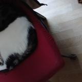 Picture of cat lost at Chabris