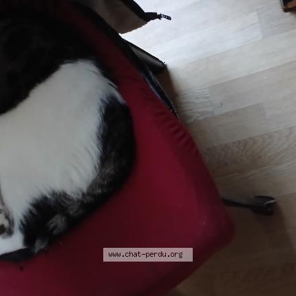 Photo 1/1 Chaplin Chat lost in Chabris