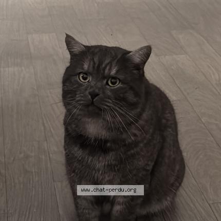 Photo 1/1 Seriy Chat lost in Saint brieuc