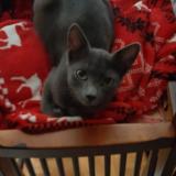 Picture of cat lost at Le Mont Sur Lausanne