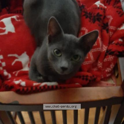 Photo 1/1 Katy Chat lost in Le mont sur lausanne