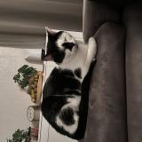 Picture of cat lost at Creteil