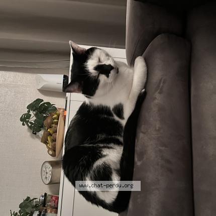 Photo 1/1 Mimi Chat lost in Creteil