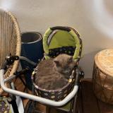 Picture of cat lost at Thones