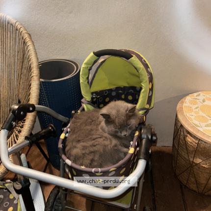 Photo 1/1 Olaf Chat lost in Thones