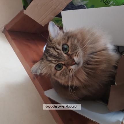 Photo 1/1 Coca&iuml;ne Chat lost in Rochefort