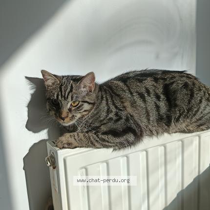 Photo 1/1 Guinjo Chat lost in Villabe