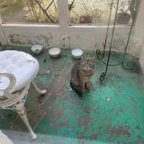 Picture of cat found at Boulogne Sur Mer