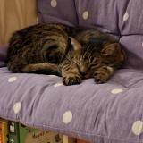 Picture of cat lost at Varennes Sur Seine