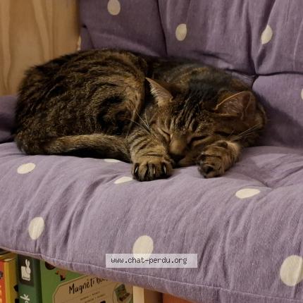 Photo 1/1 Ipolyte Chat lost in Varennes sur seine