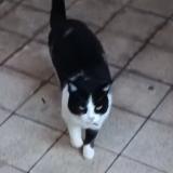 Picture of cat lost at Frontignan