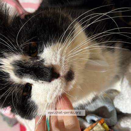 Photo 1/1 Mimi Chat lost in Neauphle le chateau