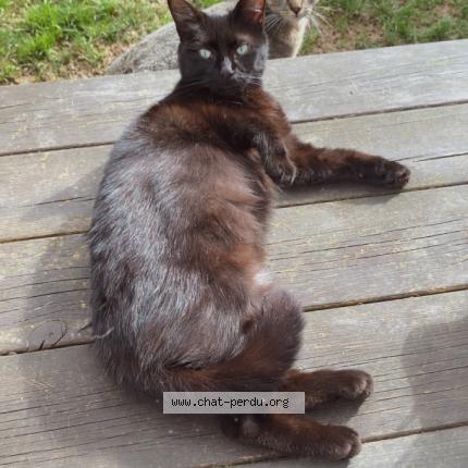 Photo 1/1 Shasha Chat lost in Pouzauges