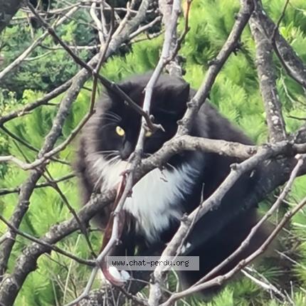 Photo 1/1 Found cat Found in Saint paul