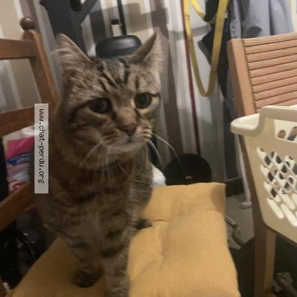 Photo 1/1 Found cat Found in La riche