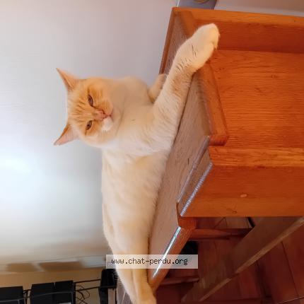 Photo 1/1 Roxie Chat lost in Nandax