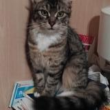 Picture of cat lost at Gap