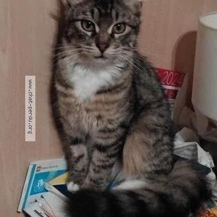 Photo 1/1 chipie Chat lost in Gap