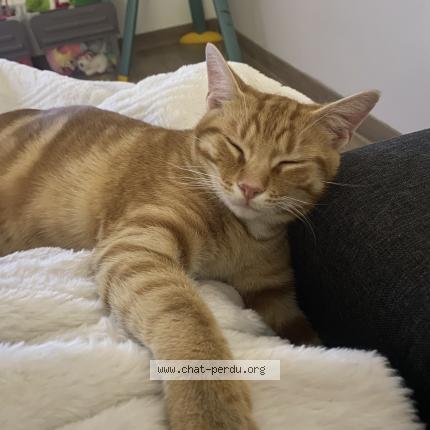 Photo 1/1 Paddington Chat lost in Saint symphorien