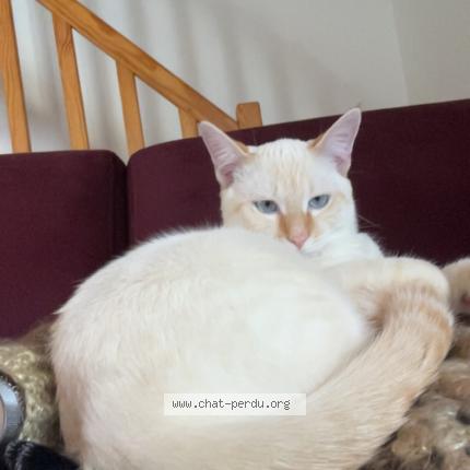 Photo 1/1 Oreo Chat lost in Longeves