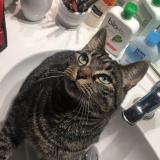 Picture of cat lost at Chateauneuf Dille Et Vilaine