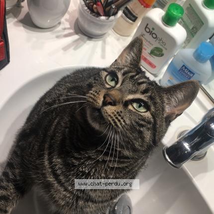 Photo 1/1 Cleo Chat lost in Chateauneuf dille et vilaine
