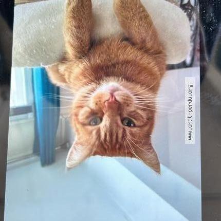 Photo 1/1 Caramel Chat lost in St vinnemer