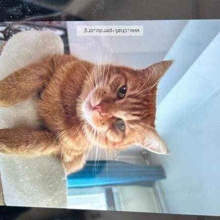 Photo 1/1 Caramel Chat lost in St vinnemer