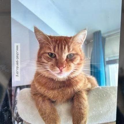 Photo 1/1 Caramel Chat lost in St vinnemer
