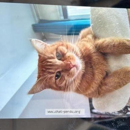 Photo 1/1 Caramel Chat lost in St vinnemer