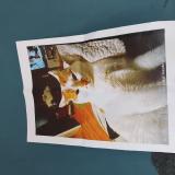 Picture of cat lost at Oyonnax