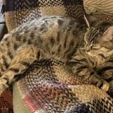 Picture of cat found at Vaillac