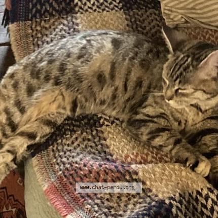 Photo 1/1 Found cat Found in Vaillac