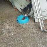 Picture of cat lost at Sauveterre Du Gard