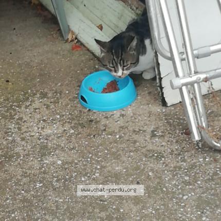 Photo 1/1 frizet Chat lost in Sauveterre du gard