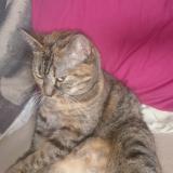 Picture of cat lost at Penmarch