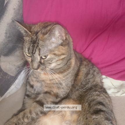 Photo 1/1 Rosalie Chat lost in Penmarch