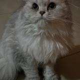 Picture of cat lost at Hensies