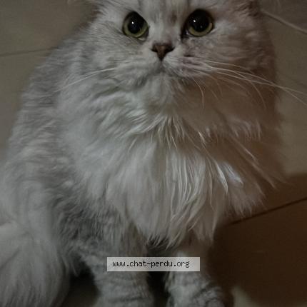 Photo 1/1 Pamuk Chat lost in Hensies